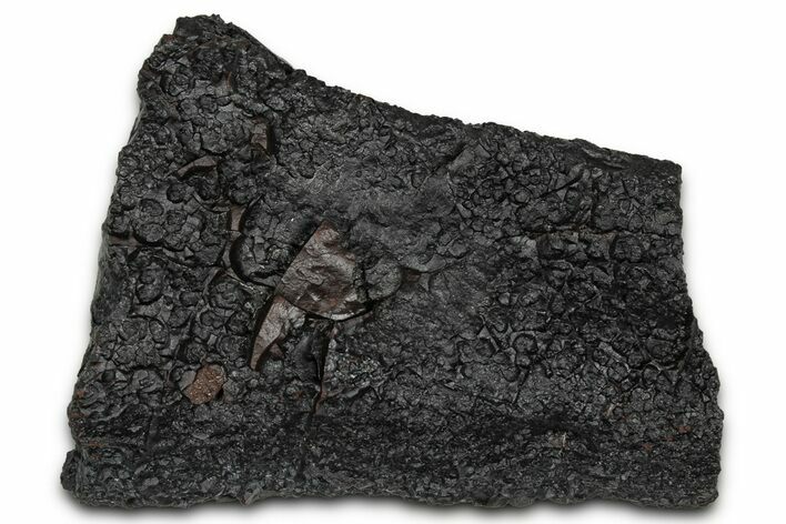 Dragon Scale Stone (Iron, Manganese, Siderite Nodule) #350202